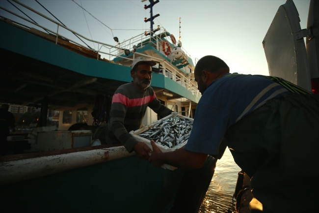 Batı Karadeniz'de balık bereketi